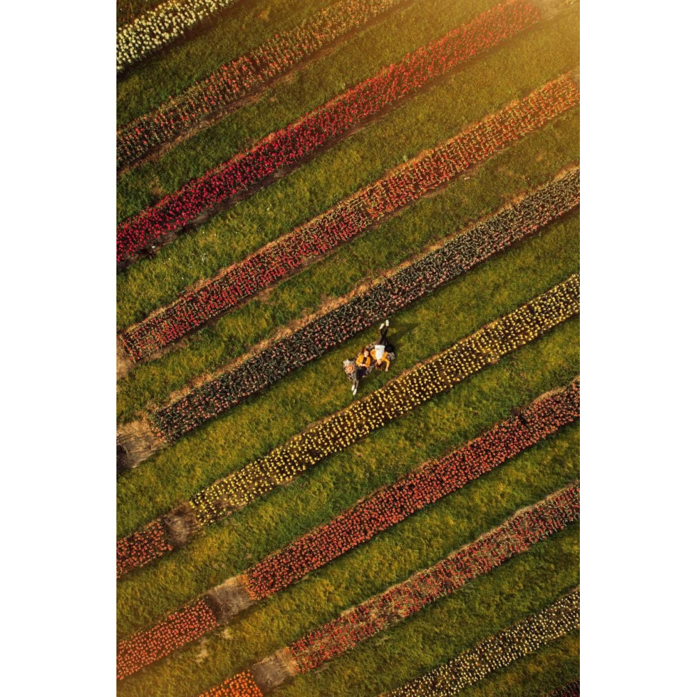 Фото №13 - Афіша Афіша «Поле тюльпанів». Дендропарк Добропарк