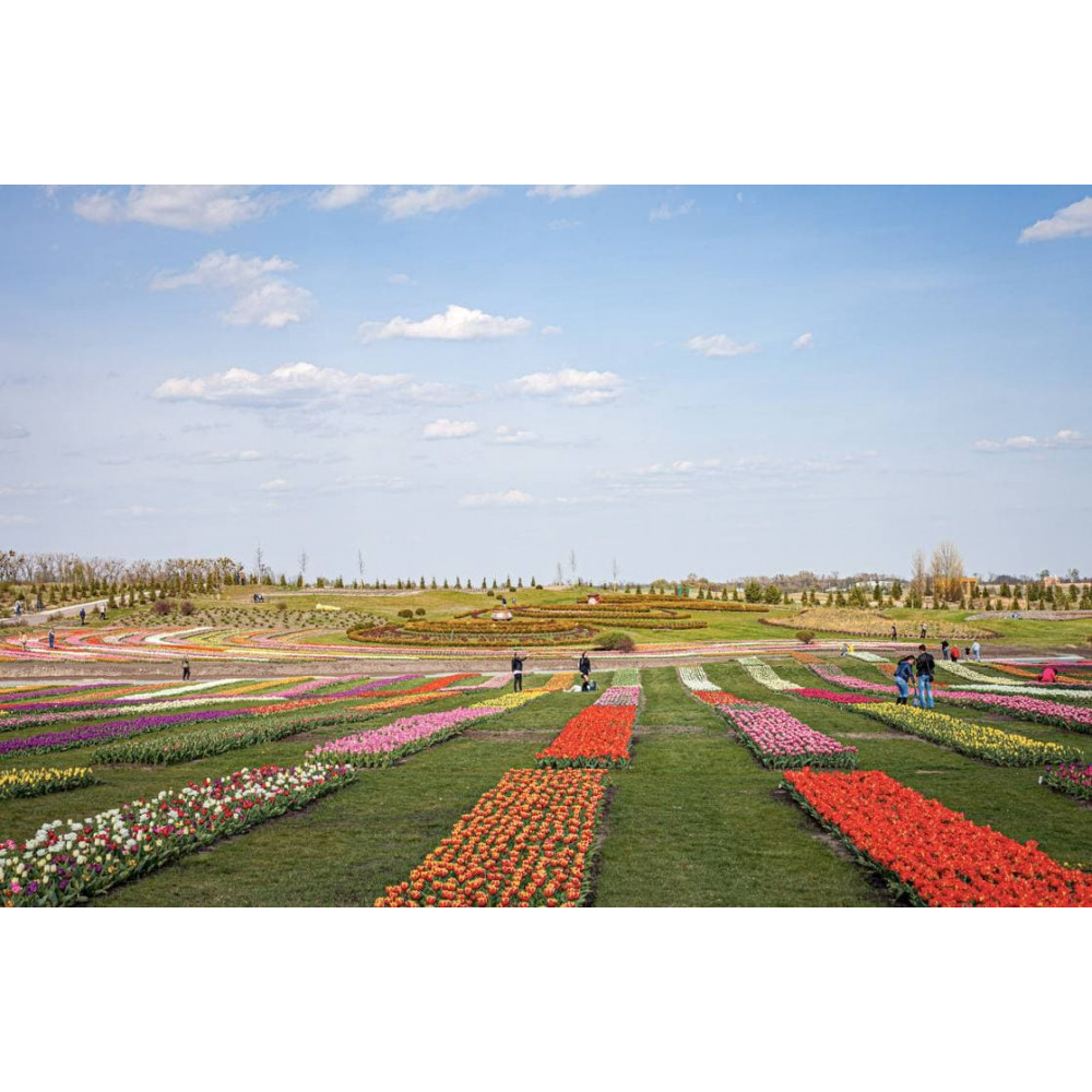Фото №13 - Афіша Афіша «Поле тюльпанів». Дендропарк Добропарк