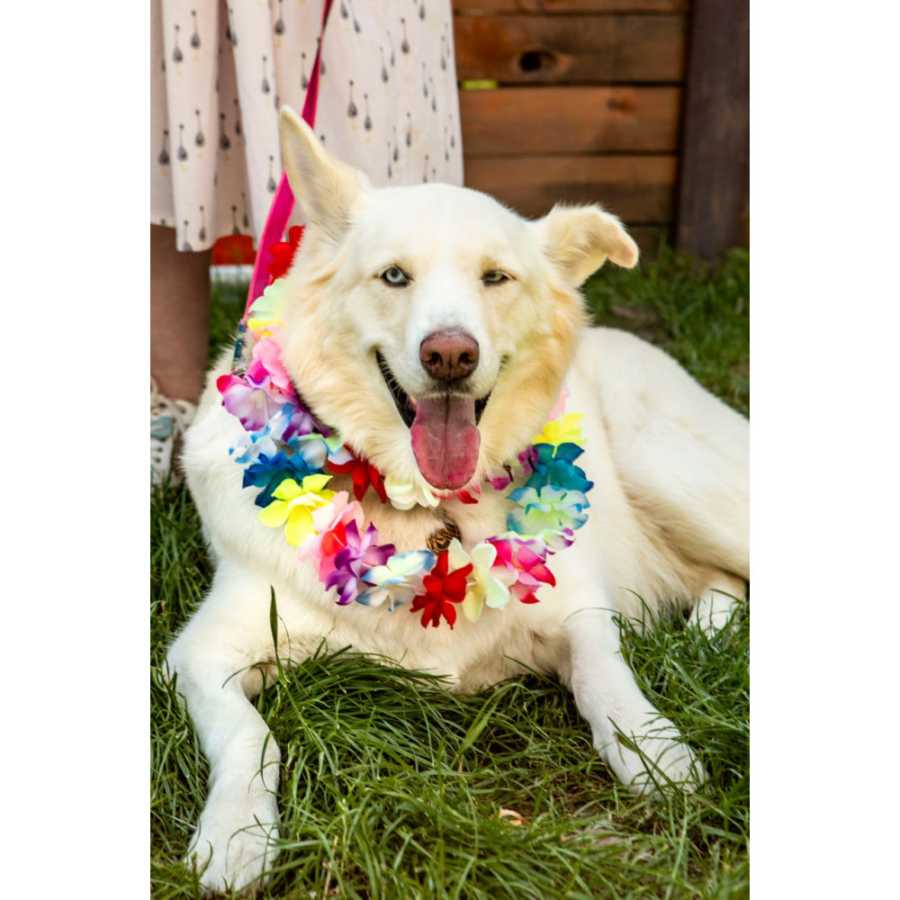 Фото №10 - Афіша Афіша HOLY SWEETS DOG FESTIVAL: Halloween edition