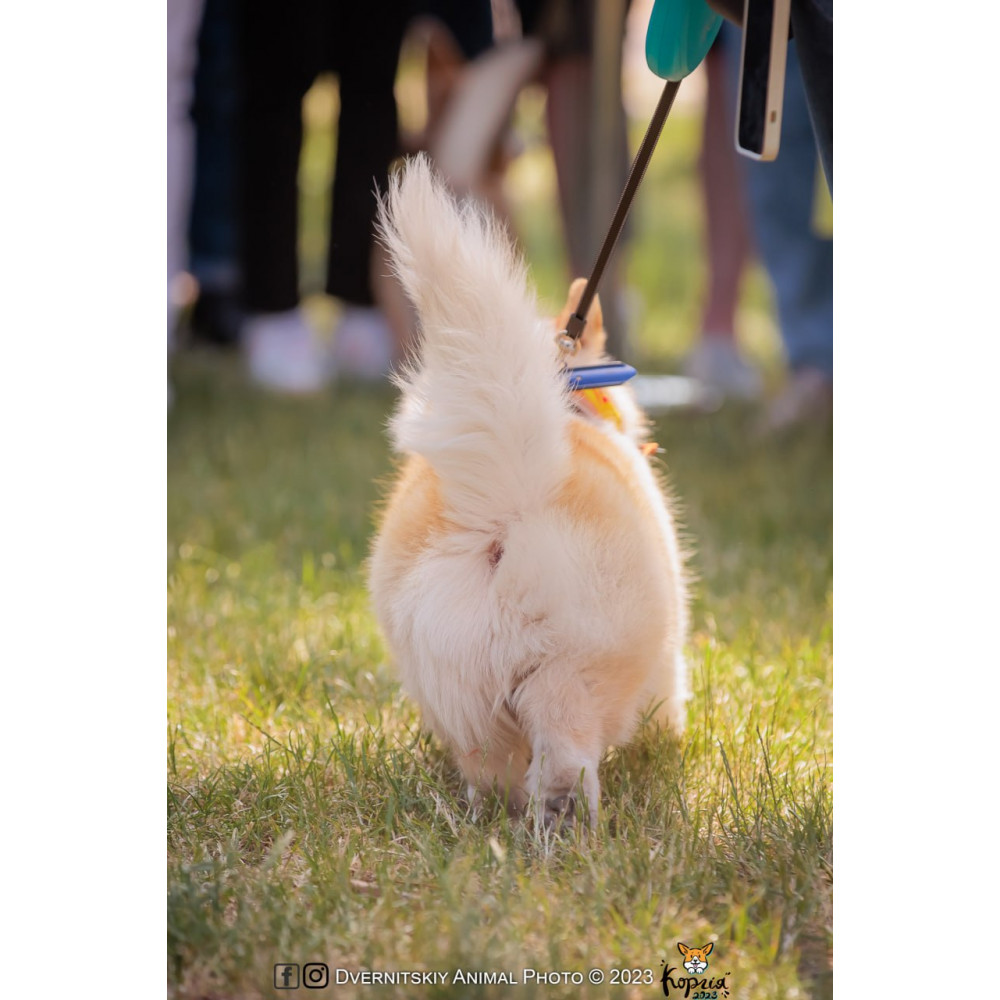 Фото №10 - Афіша Афіша HOLY SWEETS DOG FESTIVAL: Halloween edition