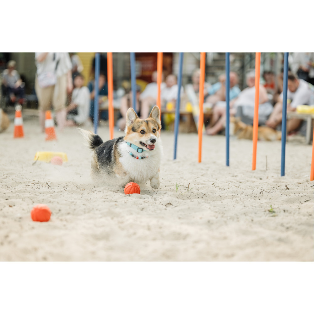 Corgi Race, з попередніх подій, 2