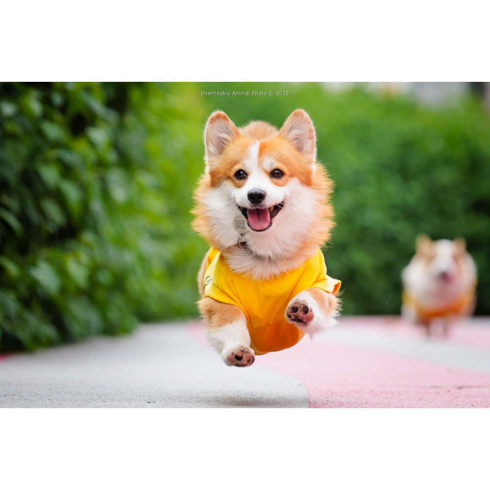 Corgi Race, з попередніх подій, 6