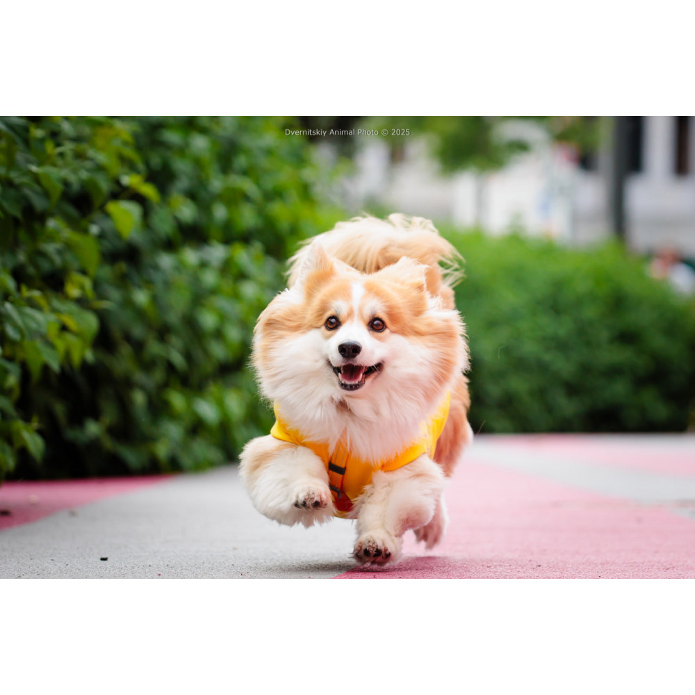 Corgi Race, з попередніх подій, 8