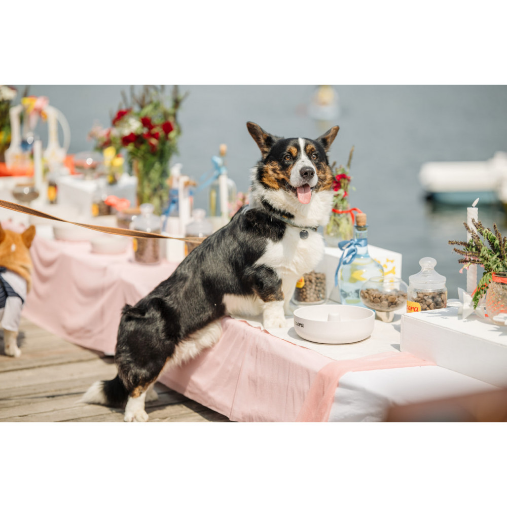 Corgi Race, з попередніх подій, 9