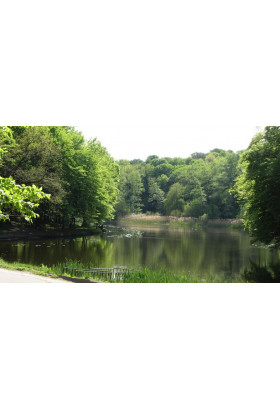 Poster  Дебри Голосиевского леса, Kyiv - 2019-11-24 11:00:00