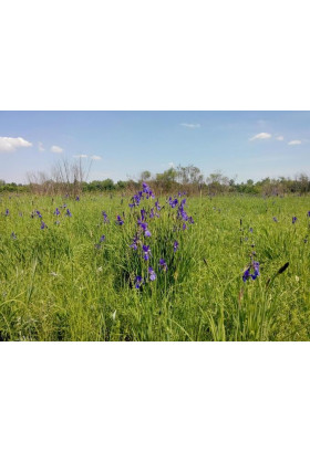 Афіша Остров Муромец - царство ирисов, Київ - 2020-03-15 11:00:00