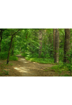 Poster  Сирець, Kyiv - 2021-08-23 11:00:00