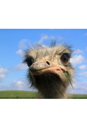 Афіша Велоэкскурсия ''Чубинские страусы'', Київ - 2019-05-18 11:00:00