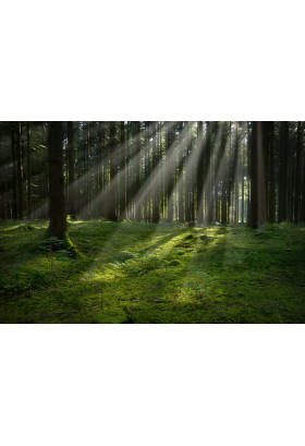 Афіша Между Кончей и Заспой, Київ - 2019-06-08 11:00:00