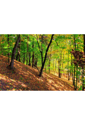 Poster  Сырец, Kyiv - 2019-09-01 11:00:00