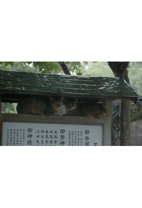 SE Коти храму Ґокоґу / The Cats of the Gokogu Shrine Київ 2024