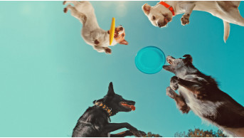 Netflix’s New Canine Documentary Unveils the Secret World of Dogs
