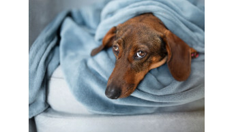 Dolce & Gabbana launches $100 luxury spray for dogs: What do vets think?