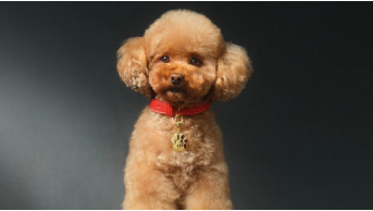 Dolce & Gabbana released a perfume for dogs: a luxurious fragrance or a dangerous obsession?