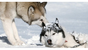 Survival Tales Amidst Snow and Ice: Captivating Winter Cinemas