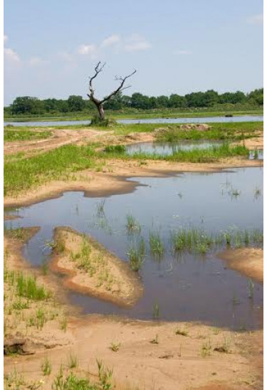 Poster  Заливные луга Конча-Заспы, Kyiv - 2020-03-01 11:00:00