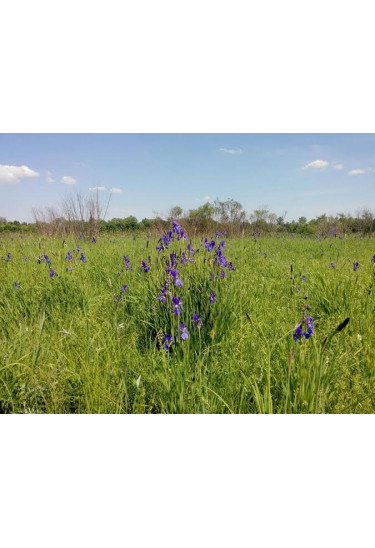 Афіша Остров Муромец - царство ирисов, Київ - 2020-03-15 11:00:00