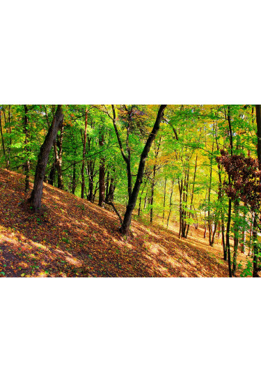 Poster  Сырец, Kyiv - 2019-09-01 11:00:00