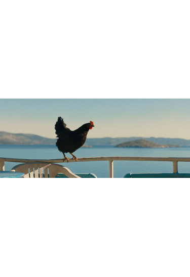 SE Курочка / Hen Київ 2025