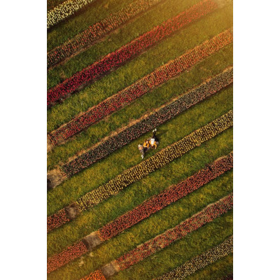 Фото №13 Фото «Поле тюльпанів». Дендропарк Добропарк Фото №13 - Афіша Афіша «Поле тюльпанів». Дендропарк Добропарк