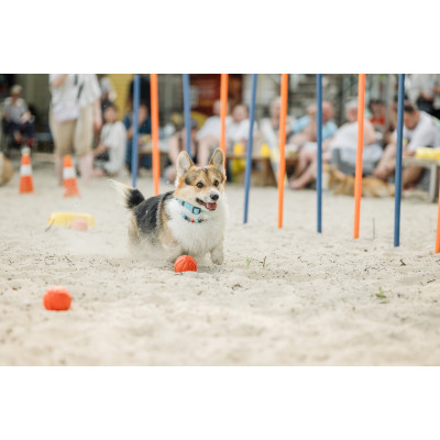 Corgi Race, з попередніх подій, 2