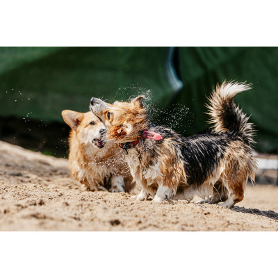 Corgi Race, з попередніх подій, 4