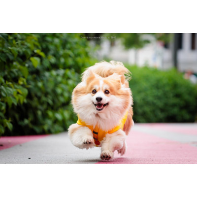 Corgi Race, з попередніх подій, 8