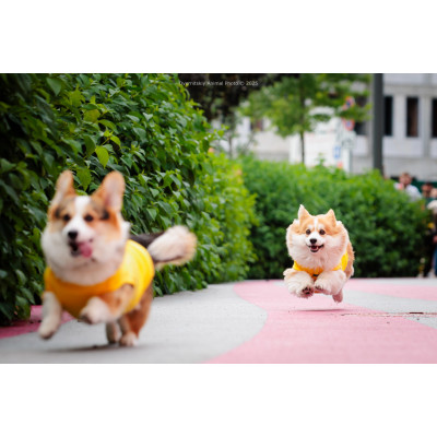 Corgi Race, з попередніх подій, 1