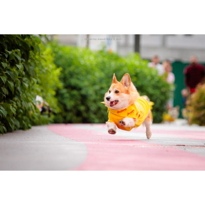 Corgi Race, з попередніх подій, 3