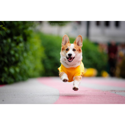 Corgi Race, з попередніх подій, 5